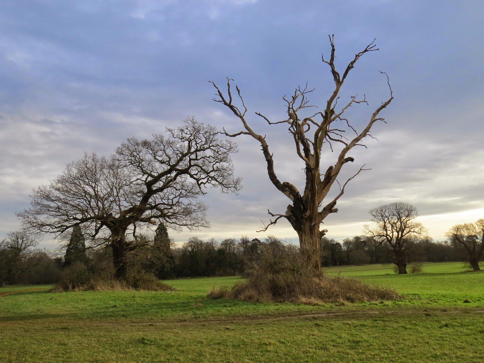 🌳 캐턴 파크 (Catton Park) 이미지 5