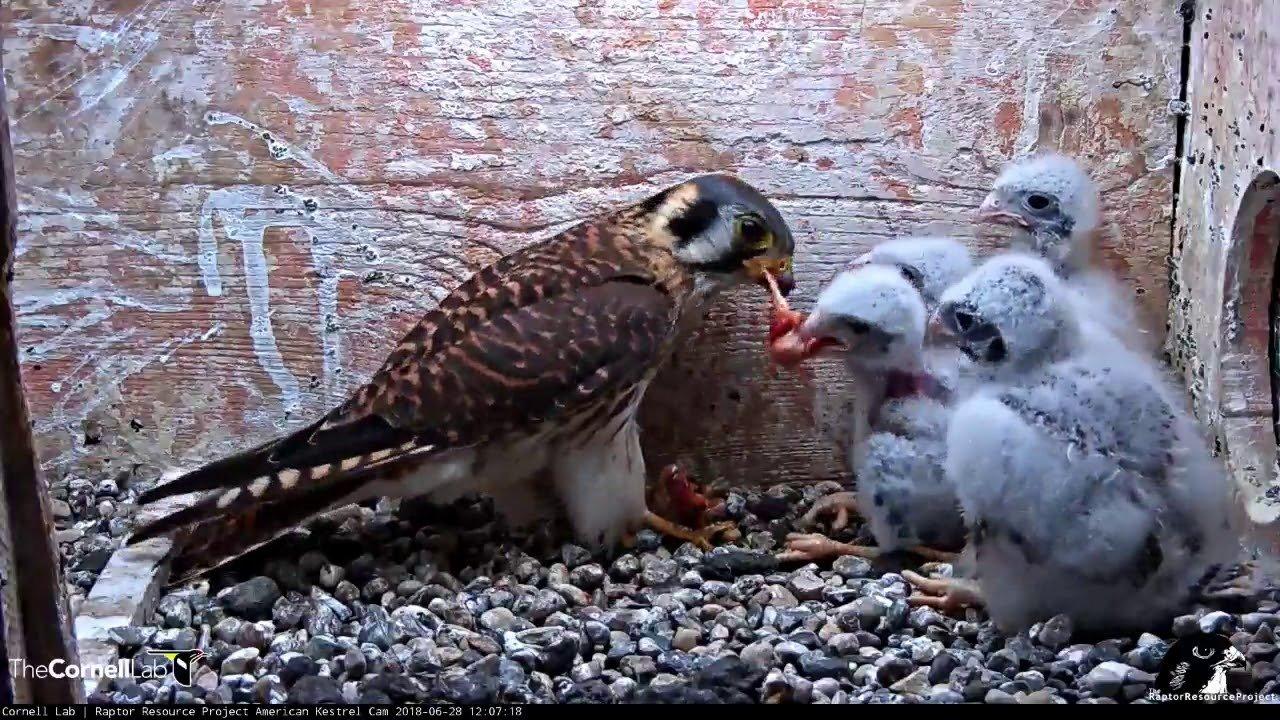 🦅 요크 맹금류 센터 (York Bird of Prey Centre) 이미지 6