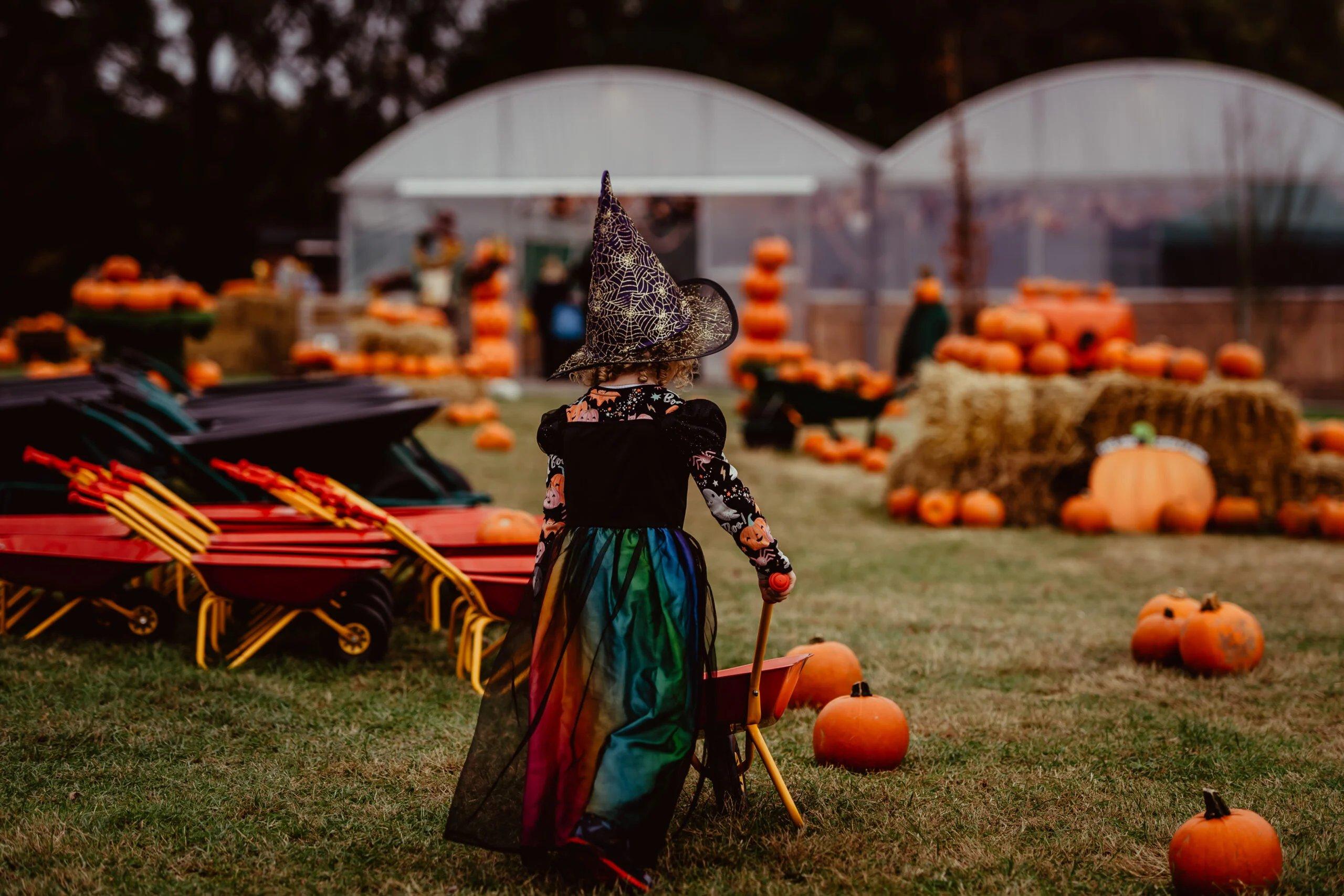 아크 오픈 팜 할로윈 펌킨 패치