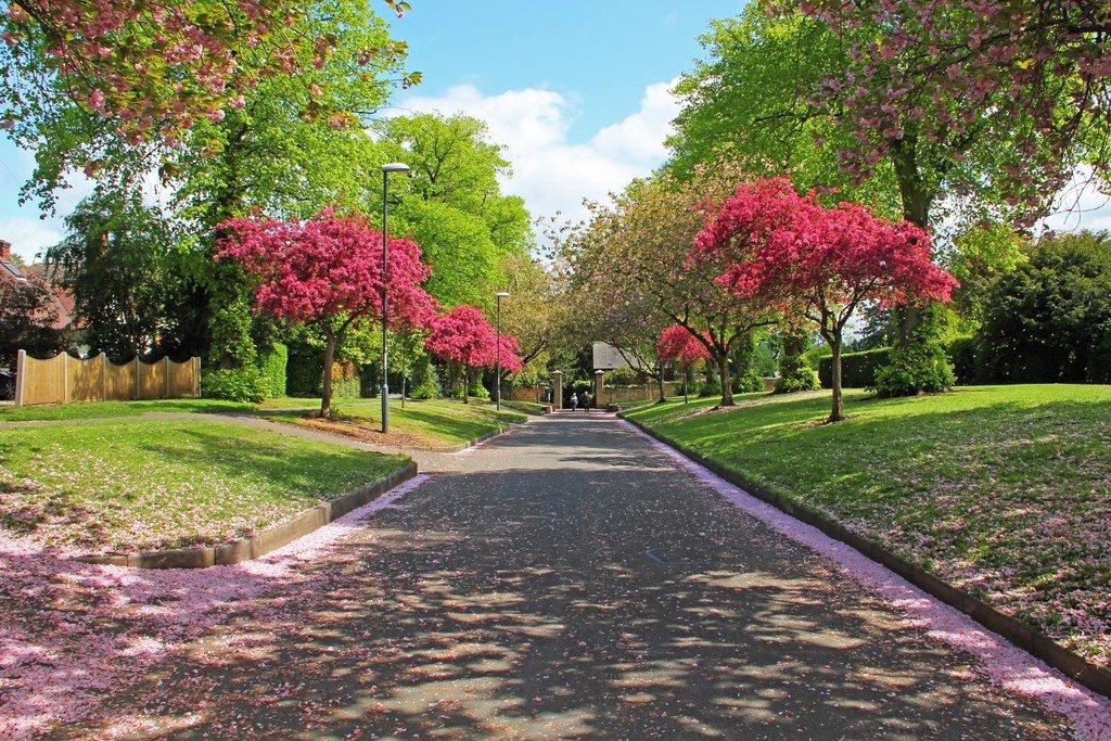 성숙한 나무숲과 잔디밭