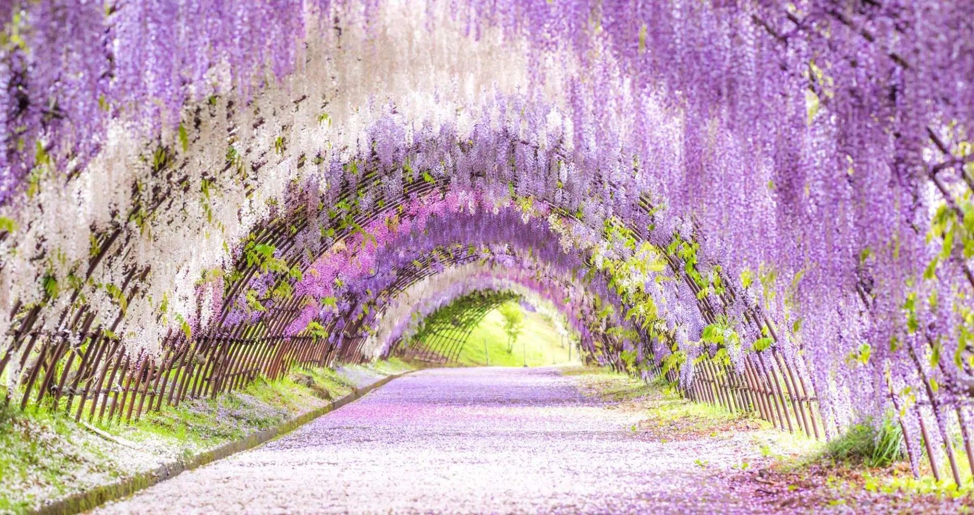 등나무 터널 아래