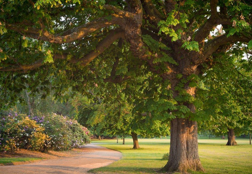 오래된 나무들이 우거진 길