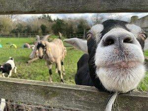 🏞️ 딘 시티 팜 (Deen City Farm)