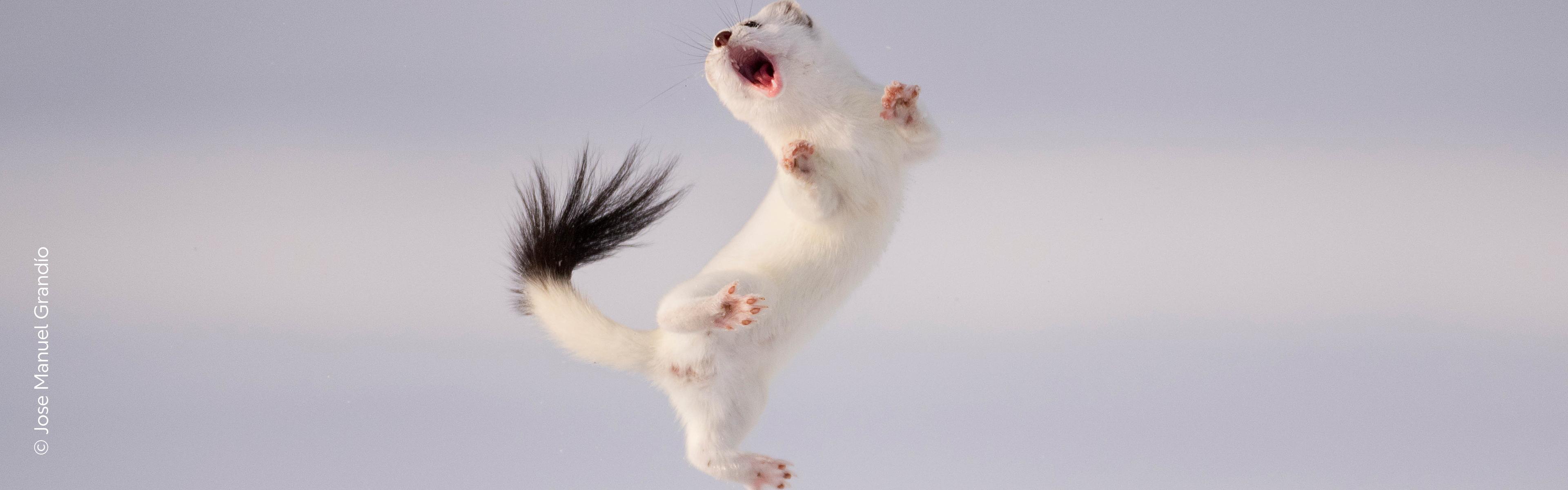 야생 동물 사진 작가 전시회 (Wildlife Photographer of the Year)