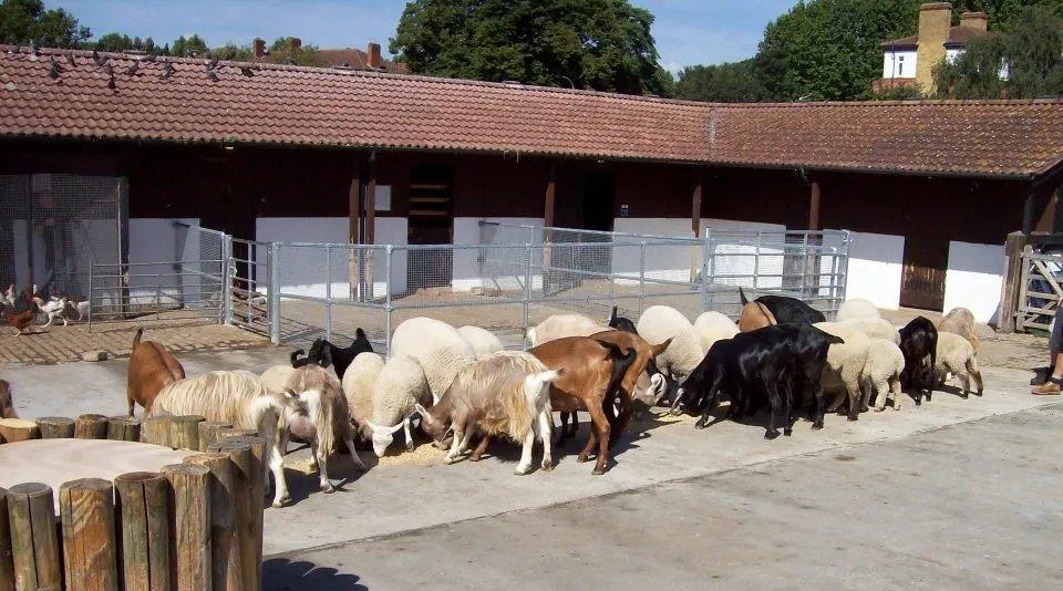 🚜 서리 부두 농장(서리 독스 팜)