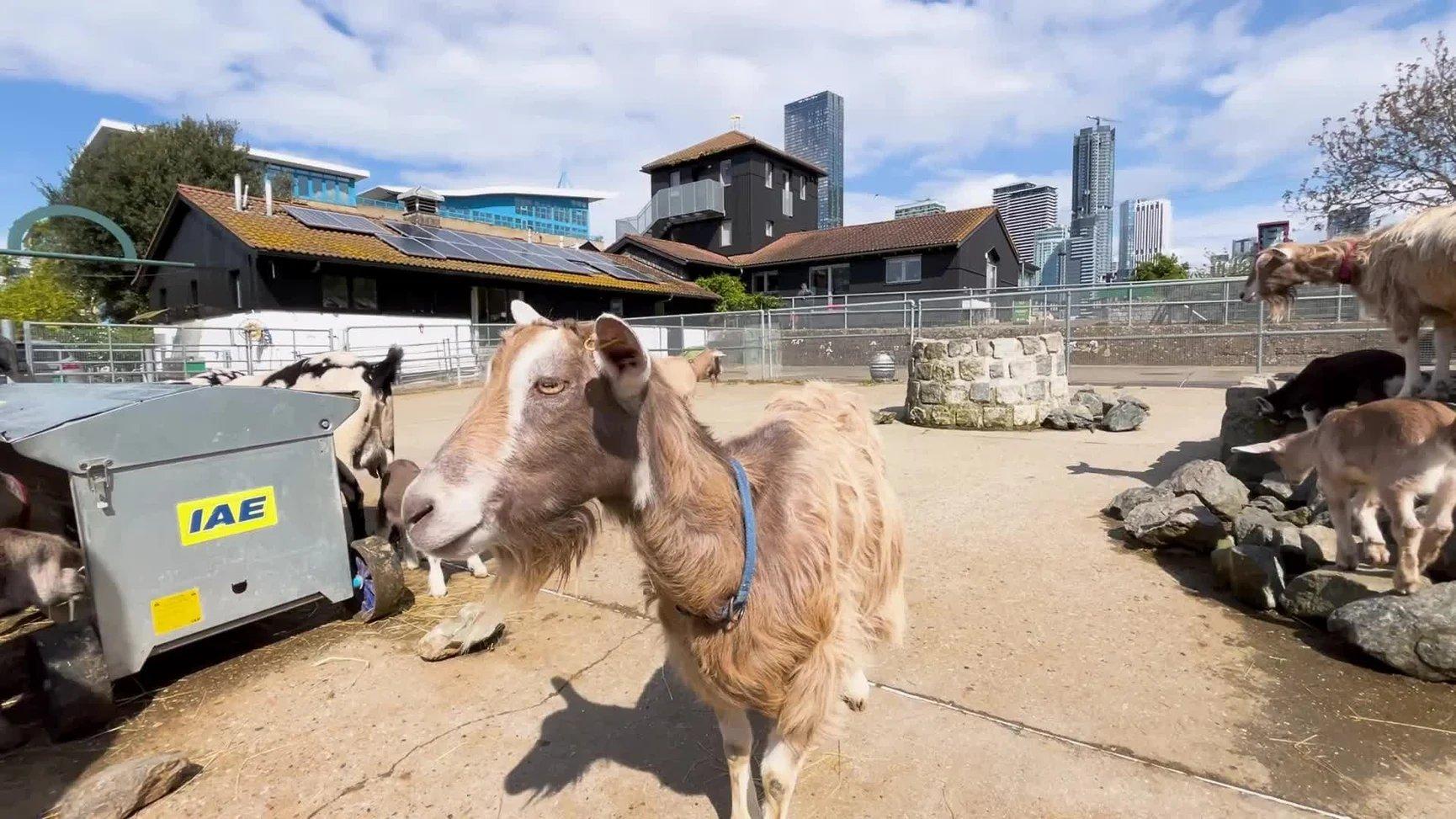 템스강변 동물 우리와 카나리 워프 배경