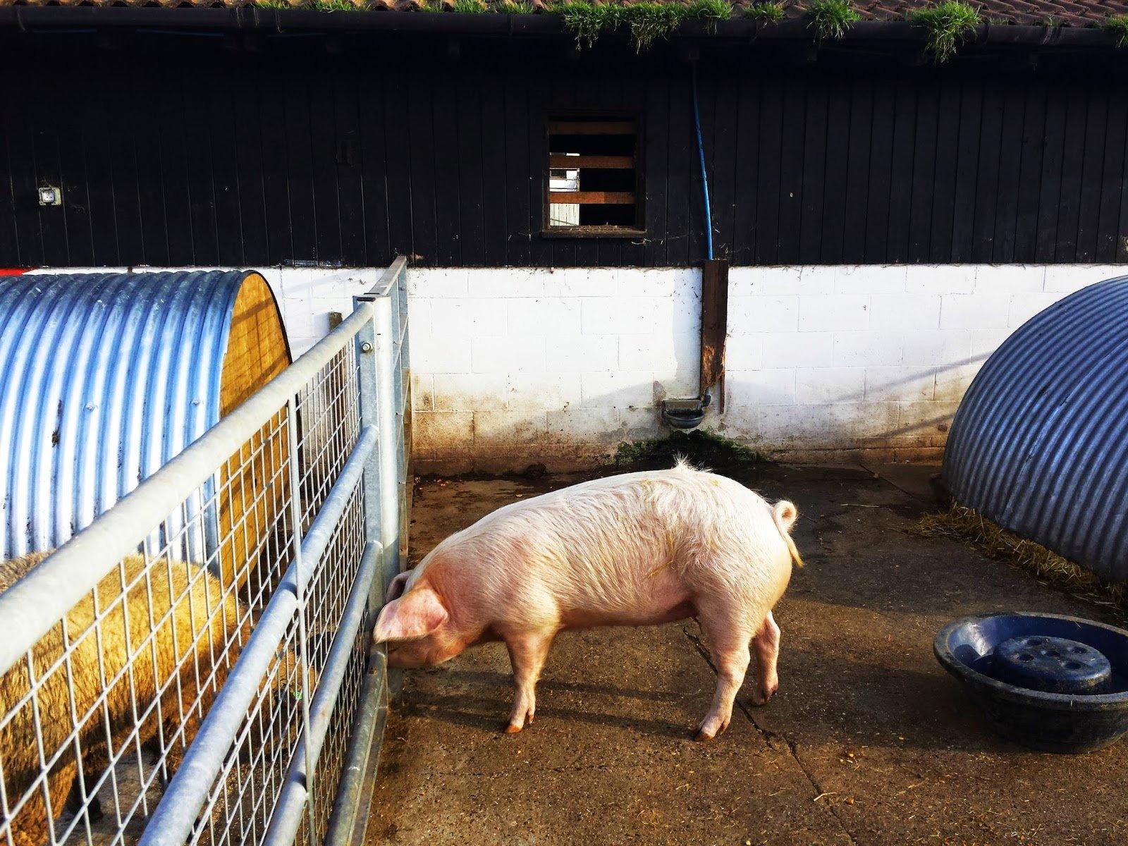새끼 동물들과의 교감 순간