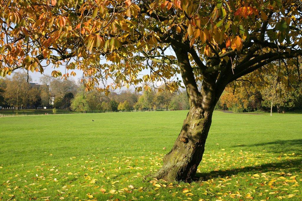 🌳 펙컴 라이 공원 & 커먼(펙컴 라이 파크 앤 커먼)