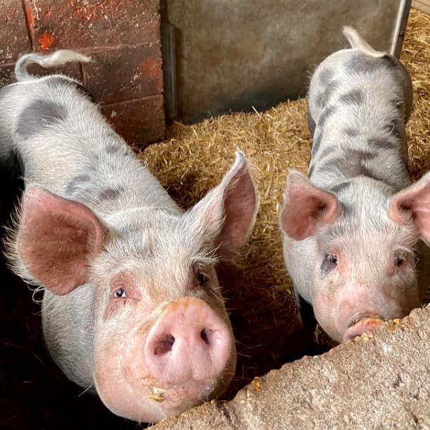 🚜 해크니 도시 농장(해크니 시티 팜)