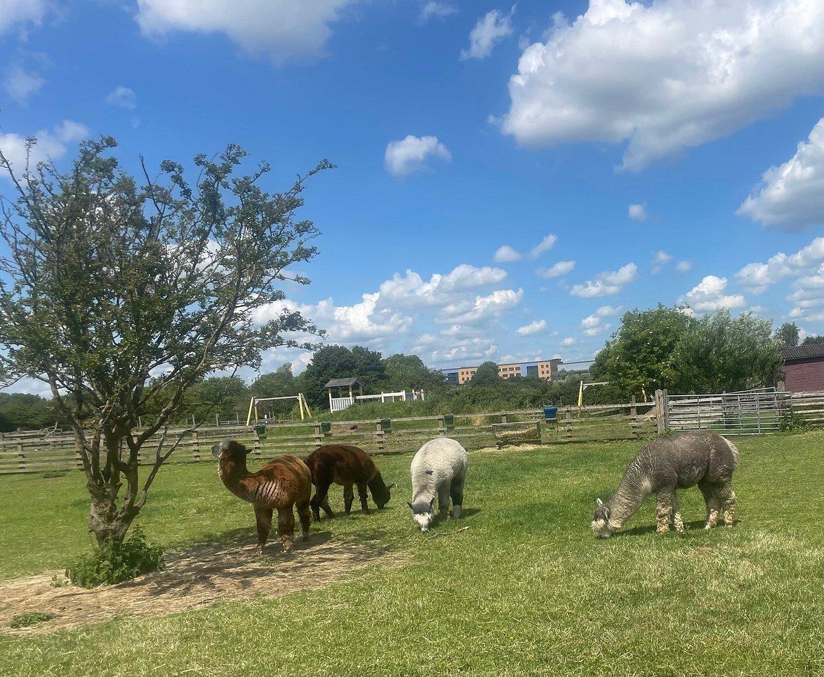 🐄 고스 힐 도시 농장(고스 힐 시티 팜)
