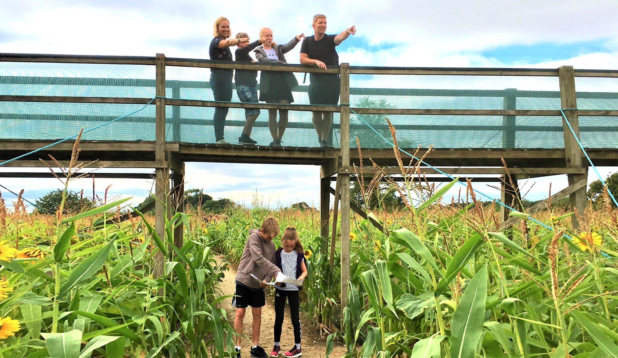 미로 내 전망 다리 및 타워