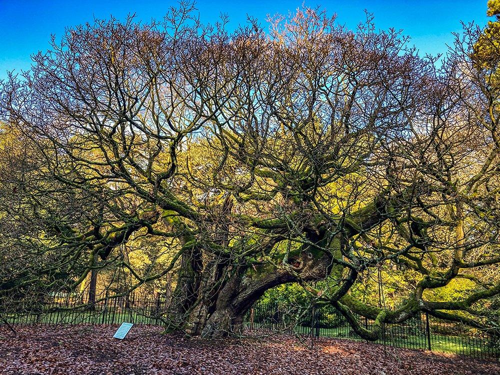 앨러튼 오크 주변