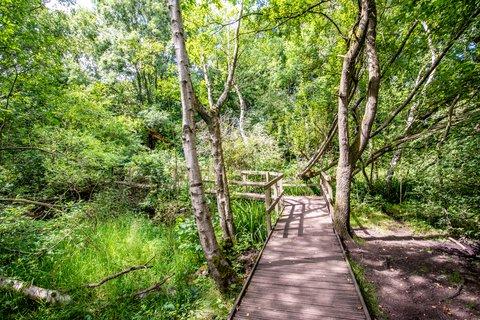 🏞️ 모즐리 습지(모즐리 보그)