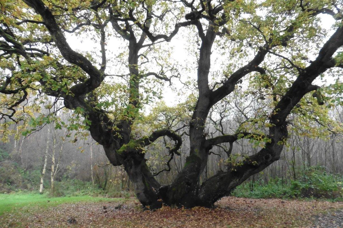 고대 참나무 숲길