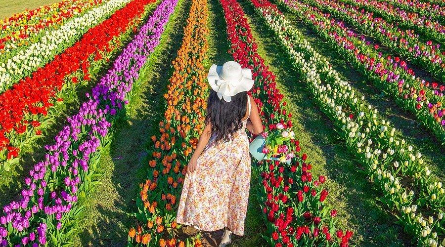 🌷 튤립 들판(튤리스 튤립 필즈)