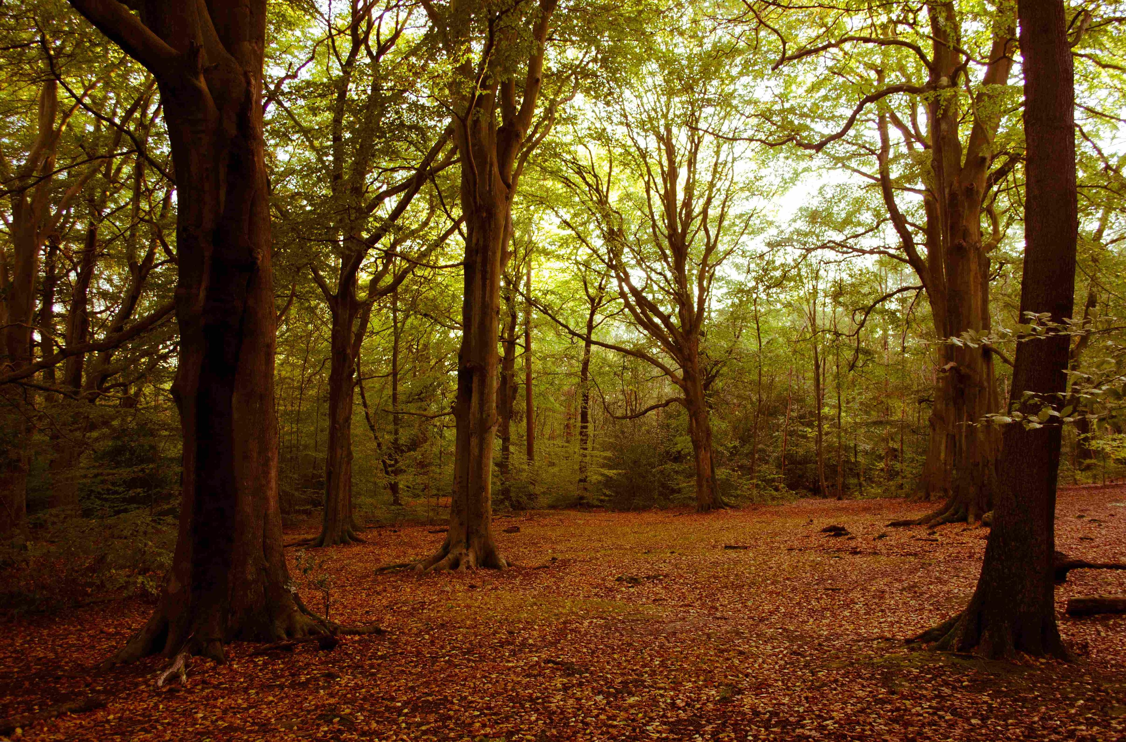 🌳 에클레샬 숲 (에클레솔 우즈)