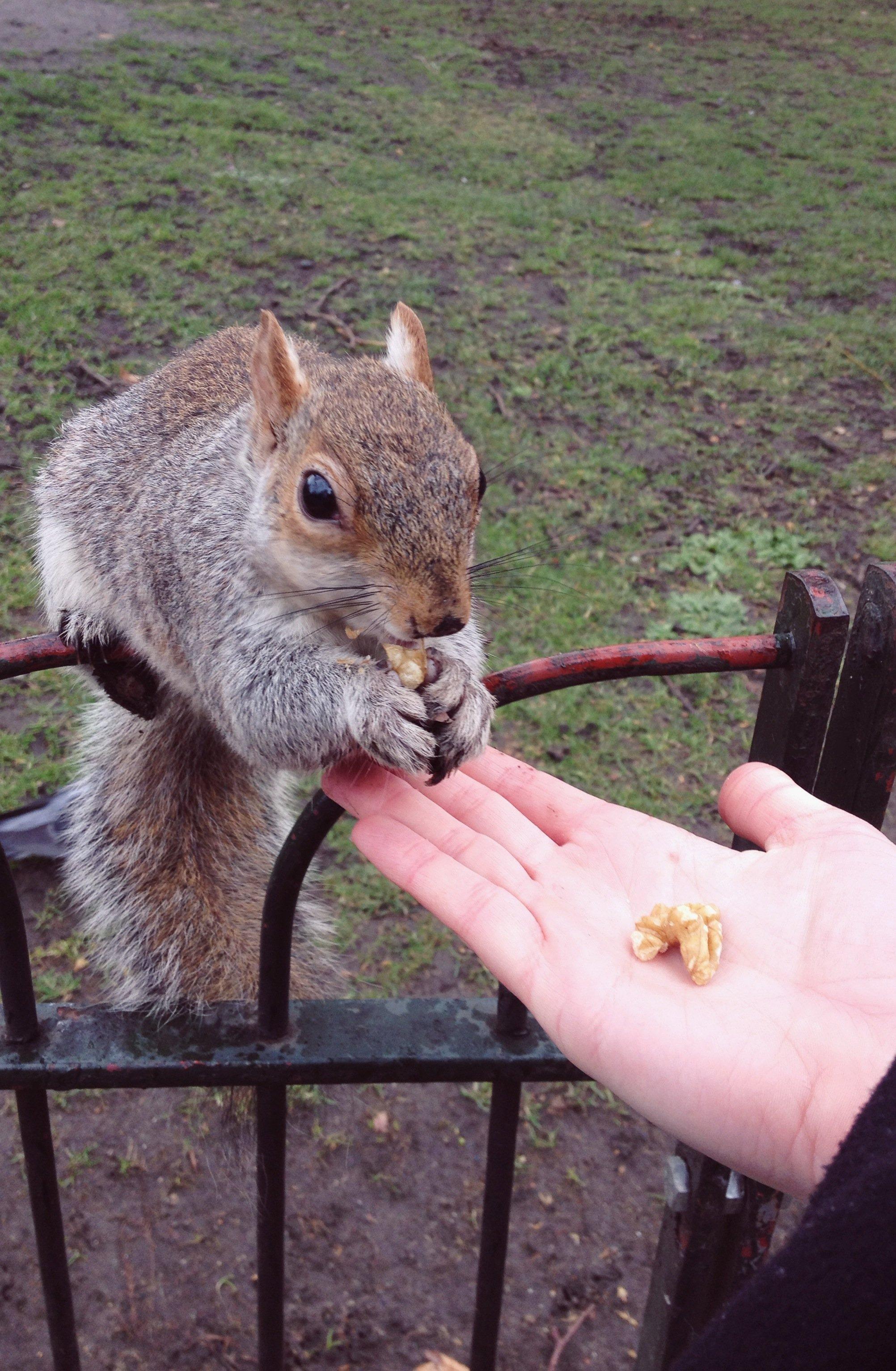 다람쥐 출몰 지역