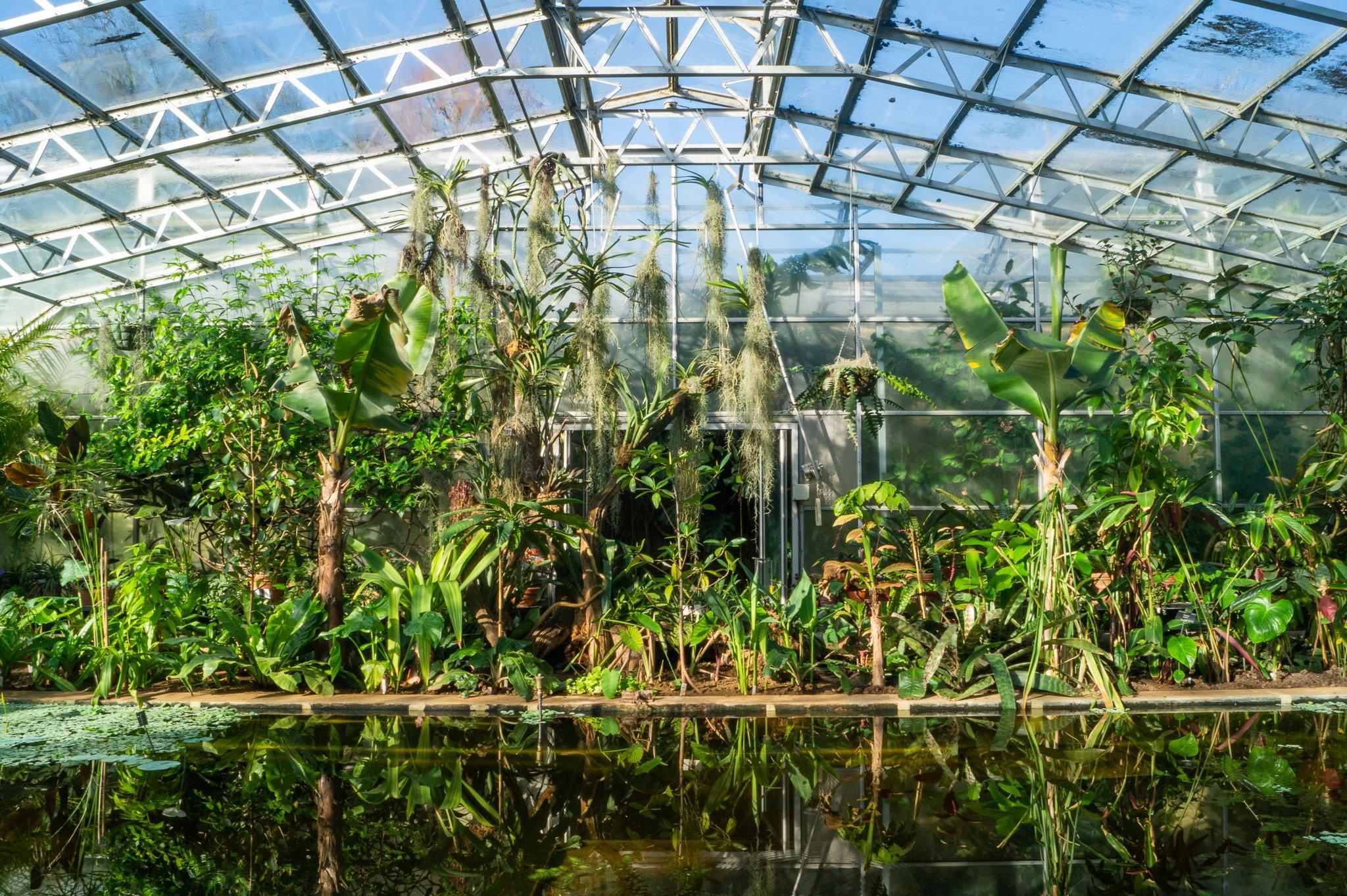 온실 내부 (특히 열대 수련 온실, 건조 기후관)