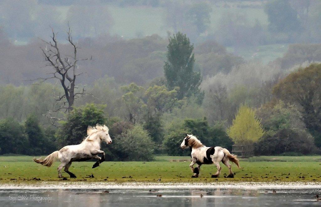 야생마 및 소 방목지