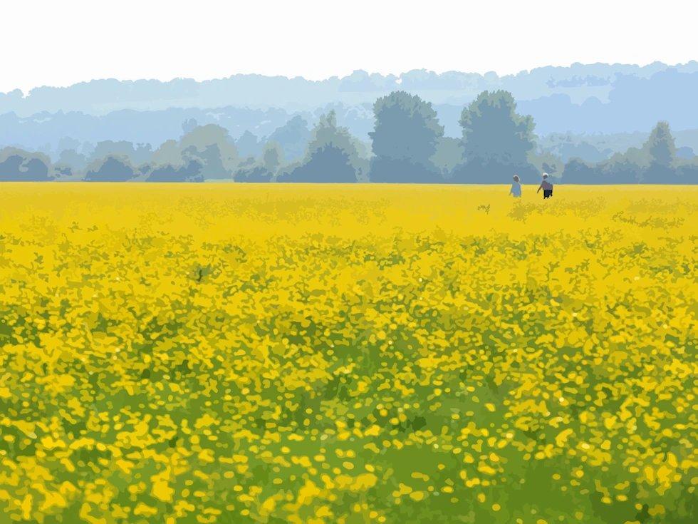 미나리아재비(버터컵) 만발한 초원 (늦봄)