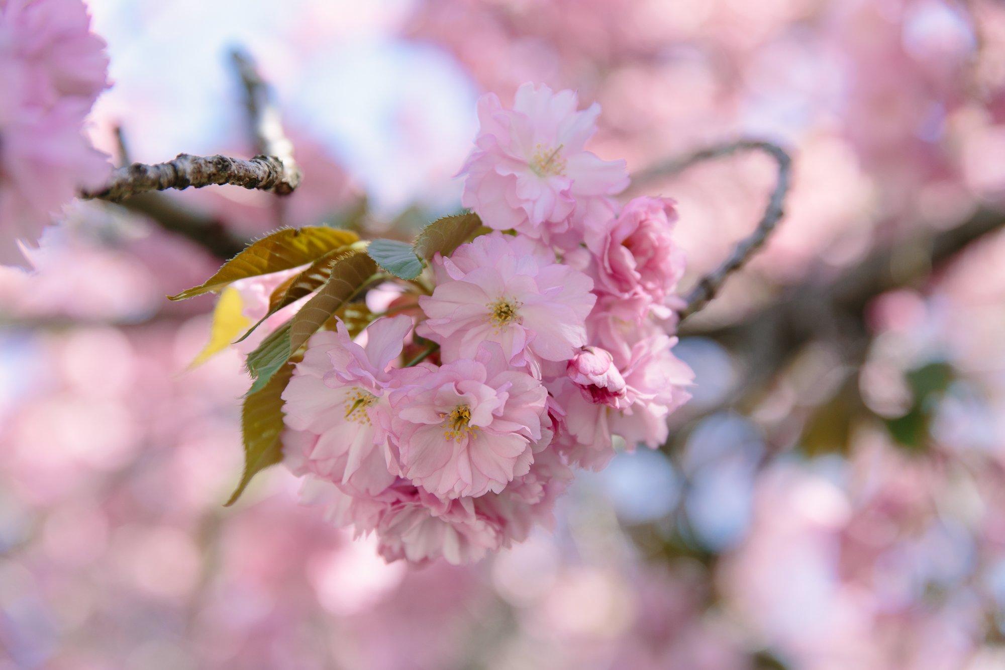 계절별 꽃밭 (특히 봄 튤립밭)