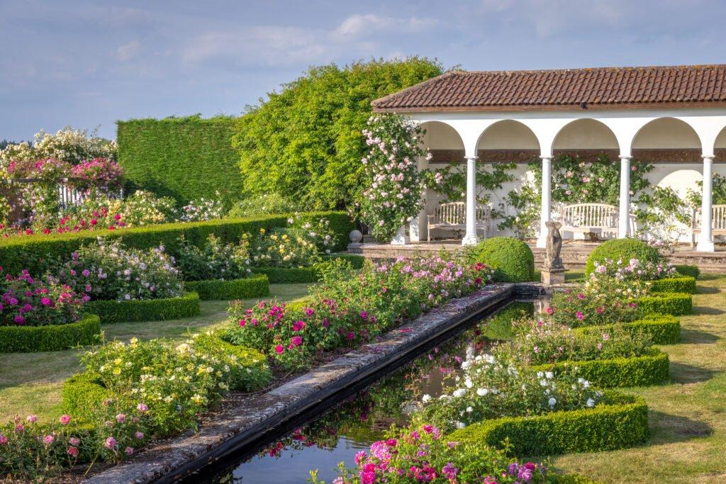 🌹 데이비드 오스틴 로즈 (데이비드 오스틴 로지스)