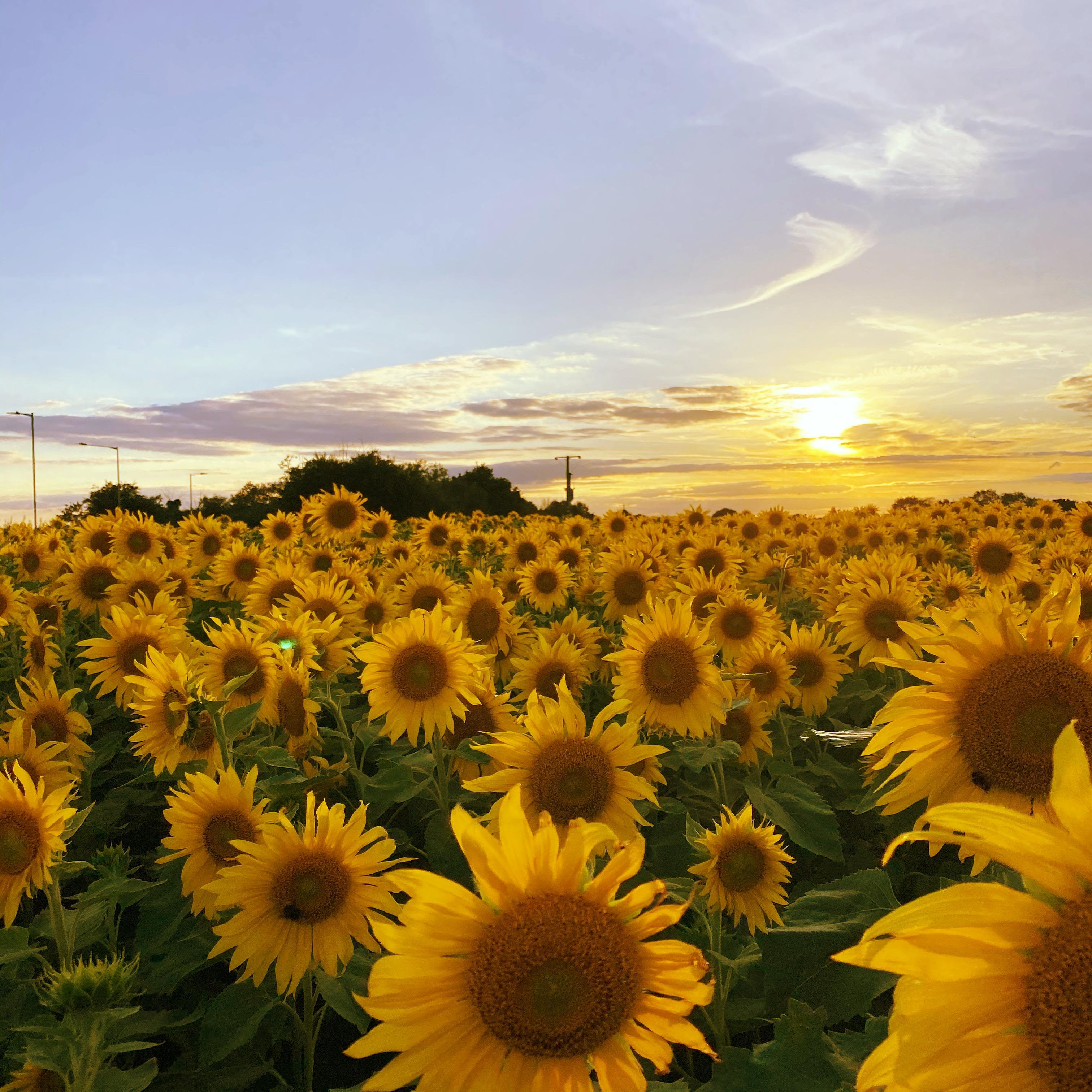 🌻 리틀 해바라기 농장(리틀 선플라워스)