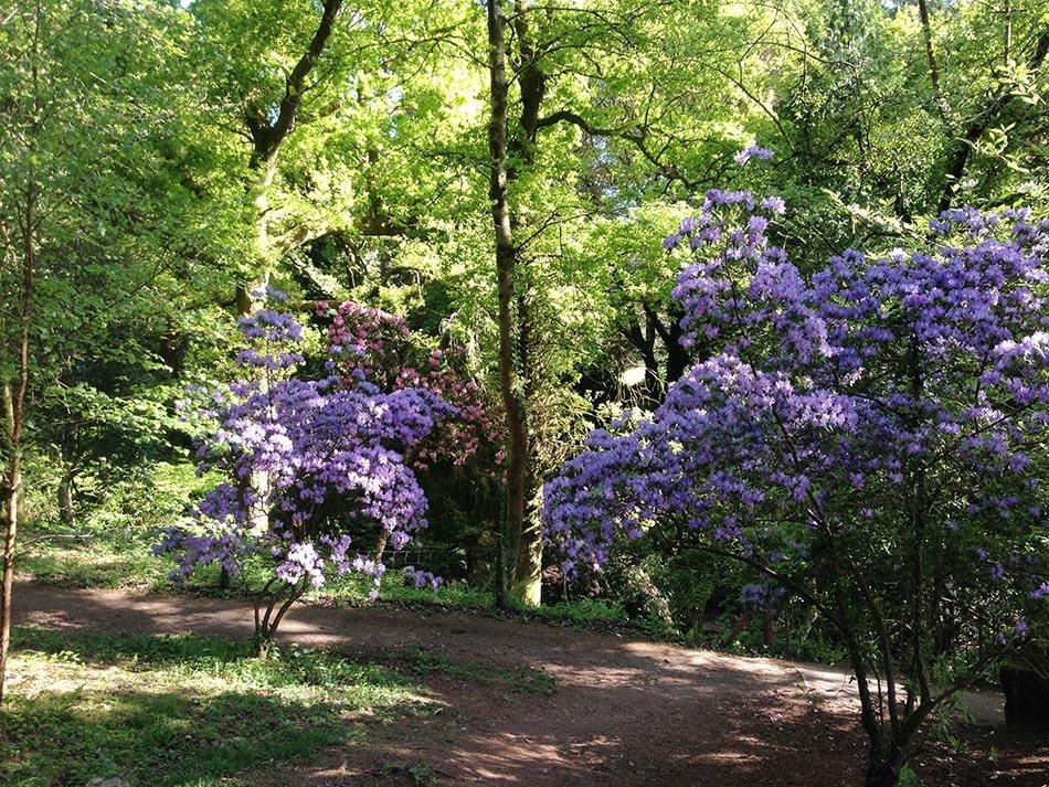 진달래와 철쭉 군락지 (봄)