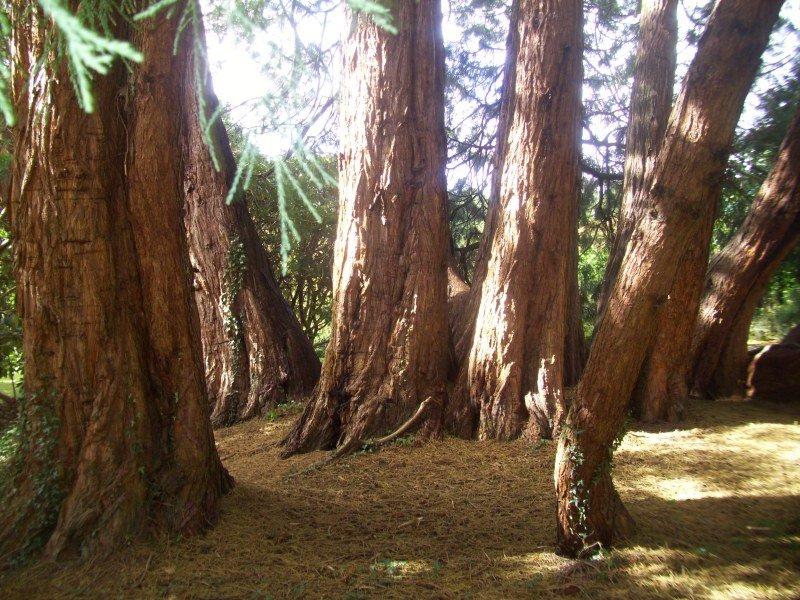 국립 수목원 내 자이언트 세쿼이아 군락