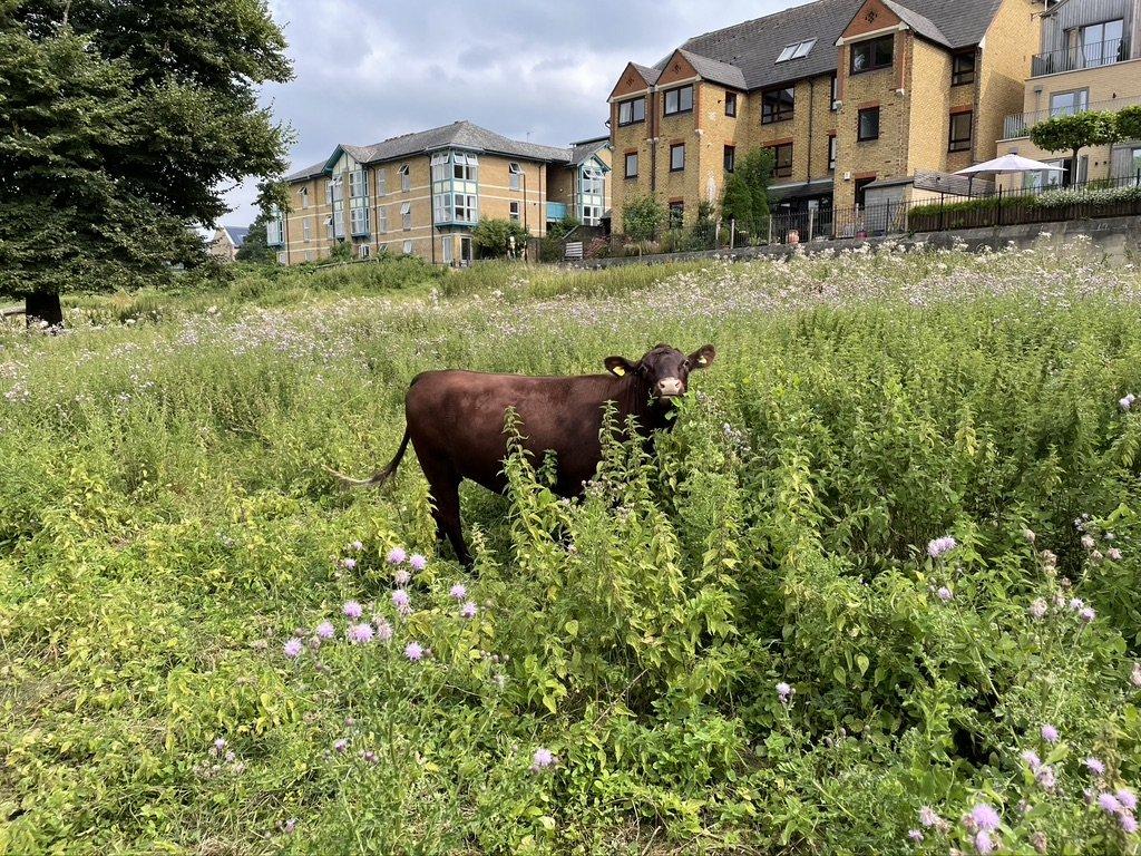 🌳 한여름 공유지 (미드서머 커먼) 이미지 2
