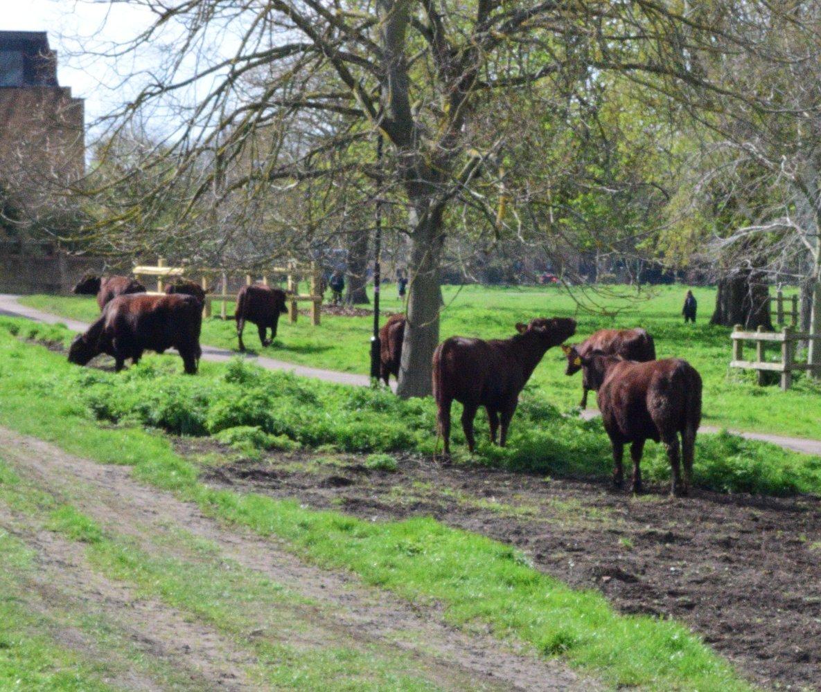 🌳 한여름 공유지 (미드서머 커먼) 이미지 5