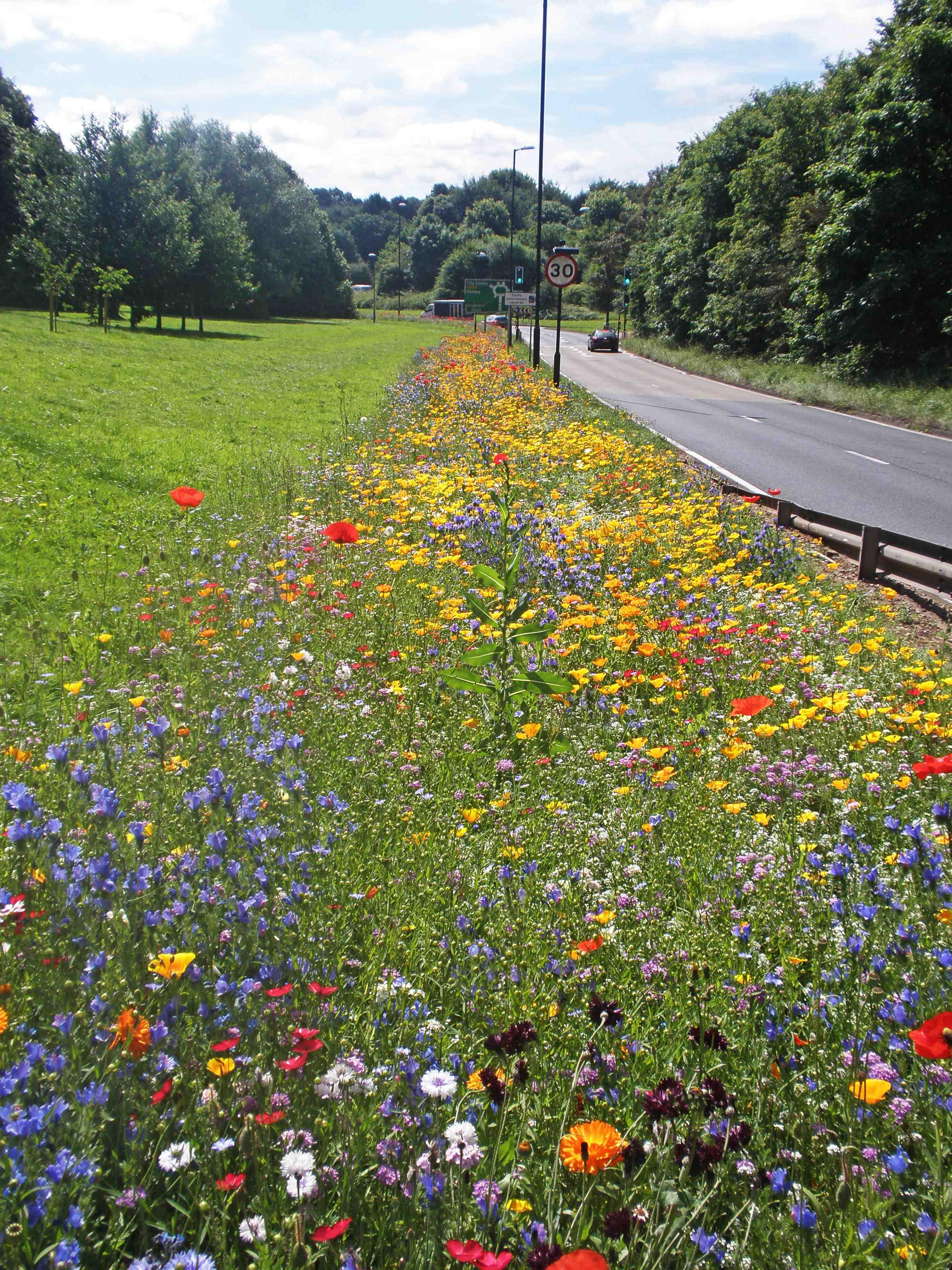 야생화 초원 (Wildflower Meadows - 계절 한정)