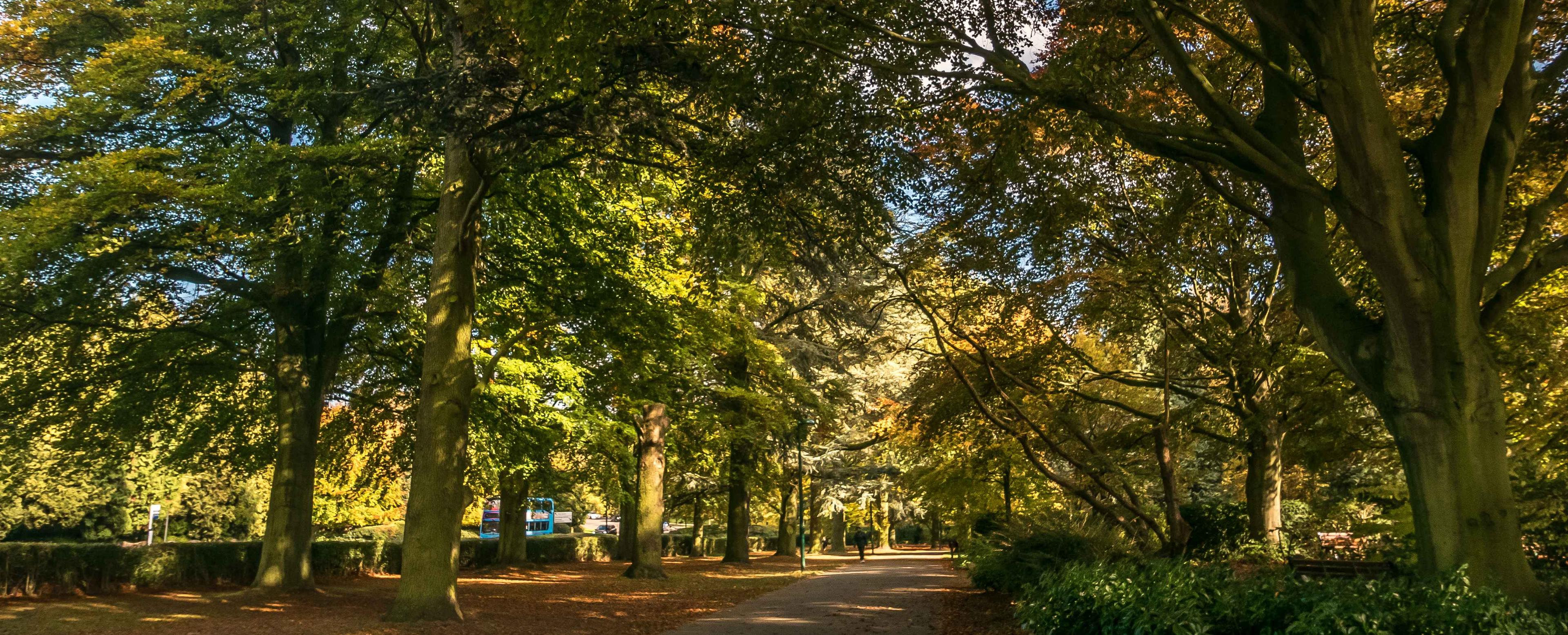 대서양 삼나무 가로수길