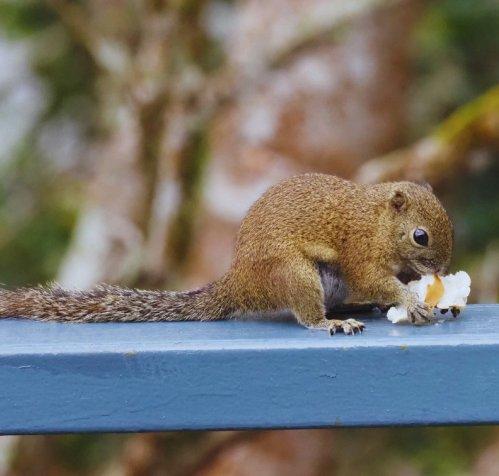 작은 숲 속 다람쥐 출몰 지역