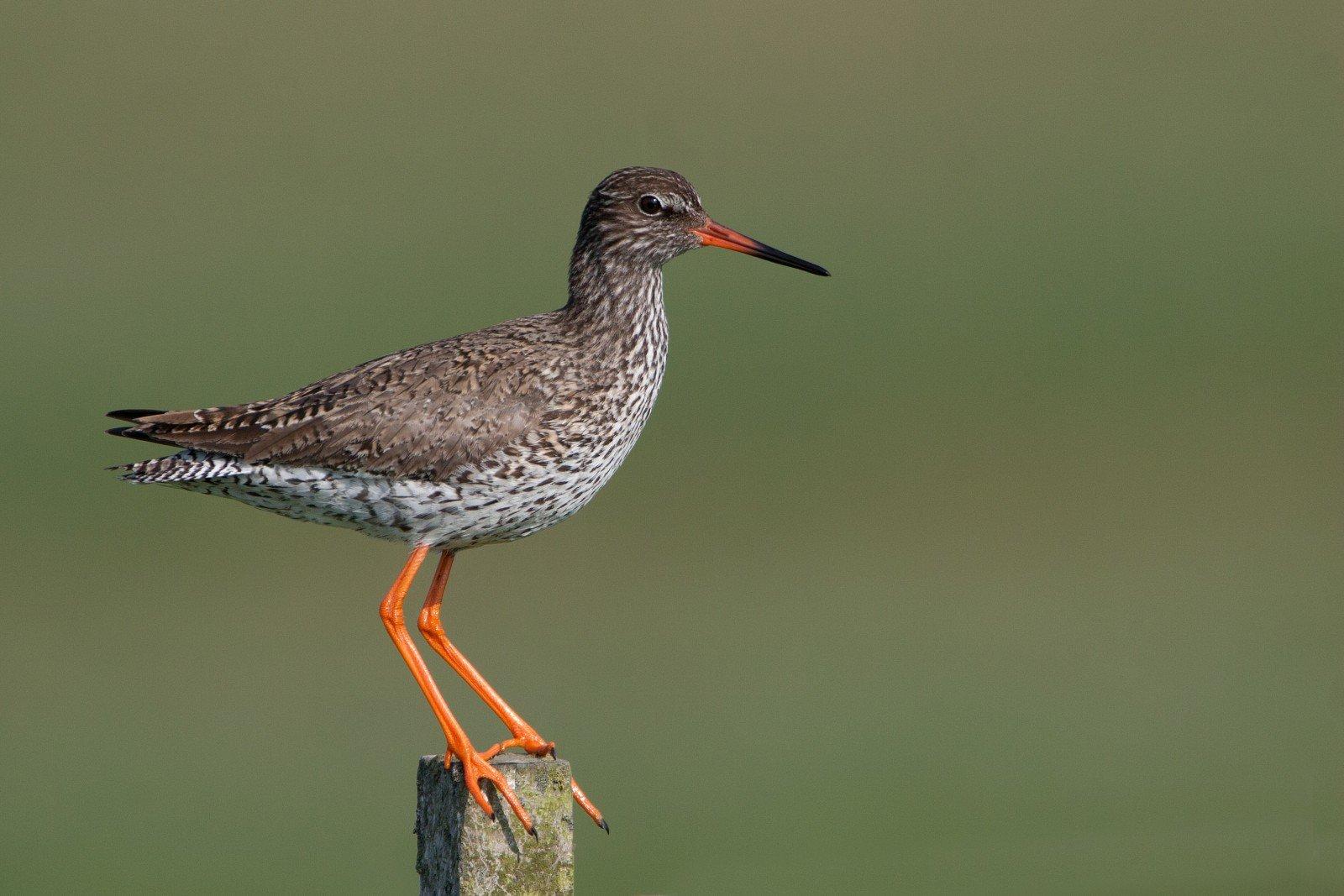 조류 관찰 은신처 (Hides)