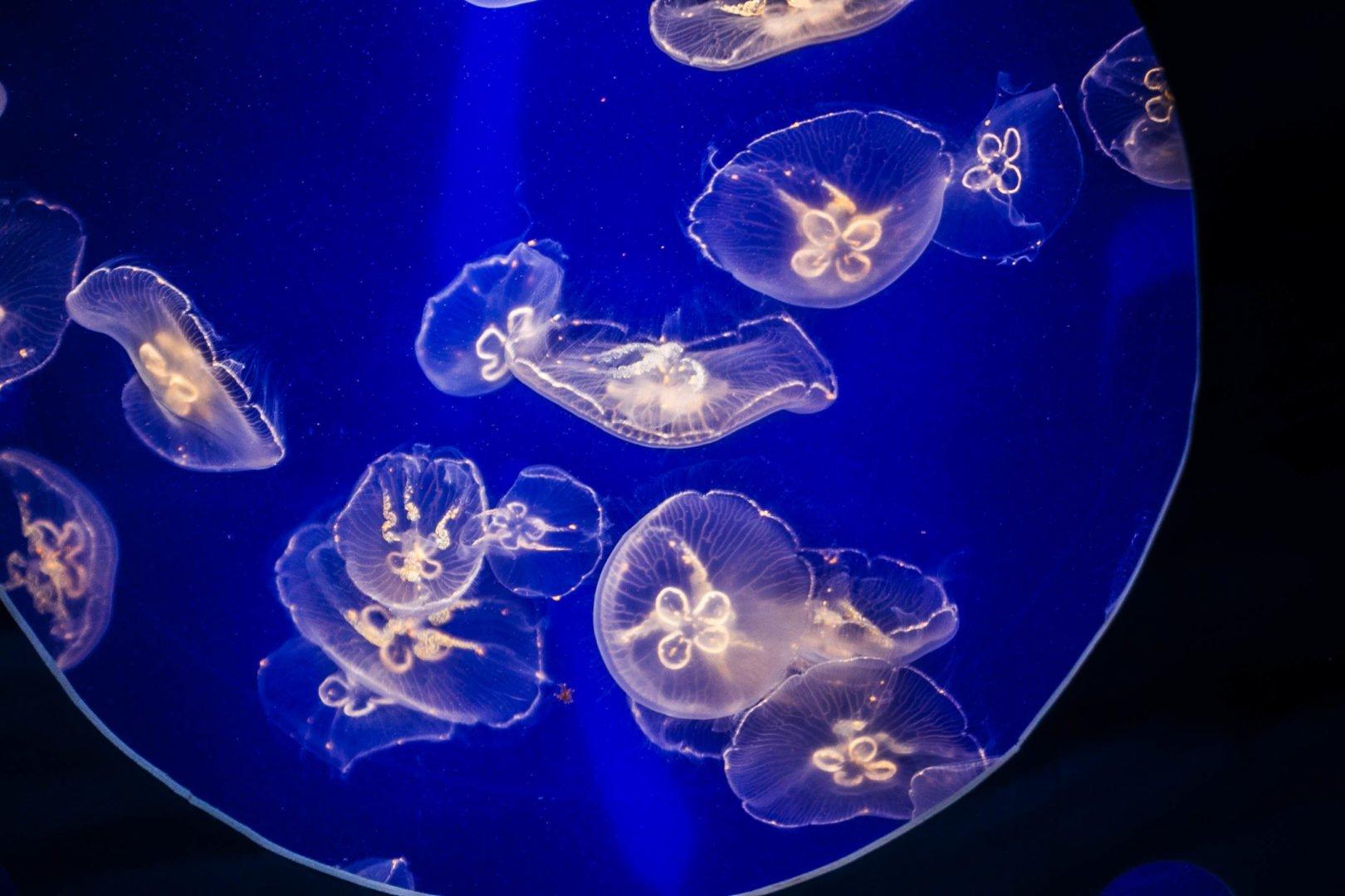 오션 드리프터스 해파리 전시관