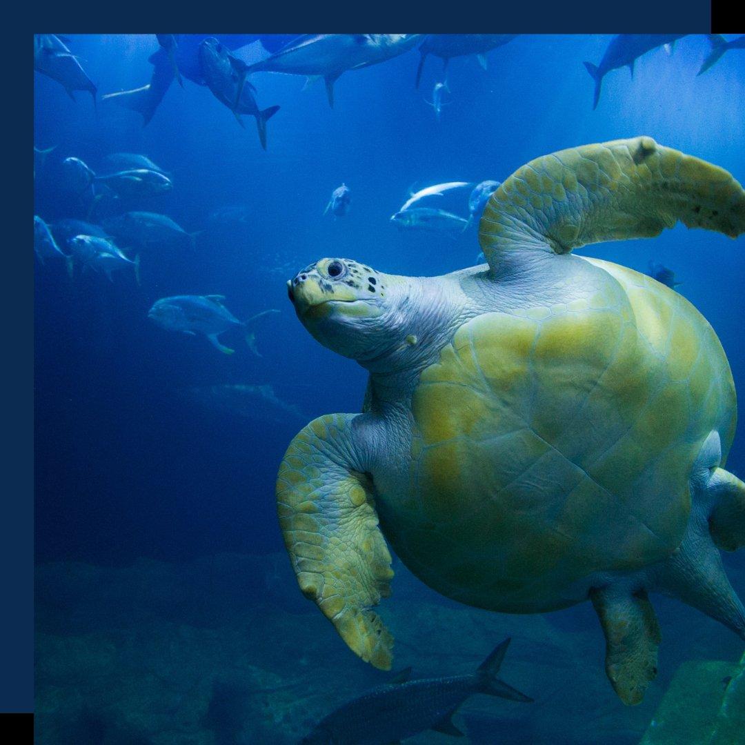 바다거북 '프라이데이'와 함께 (운이 좋다면)