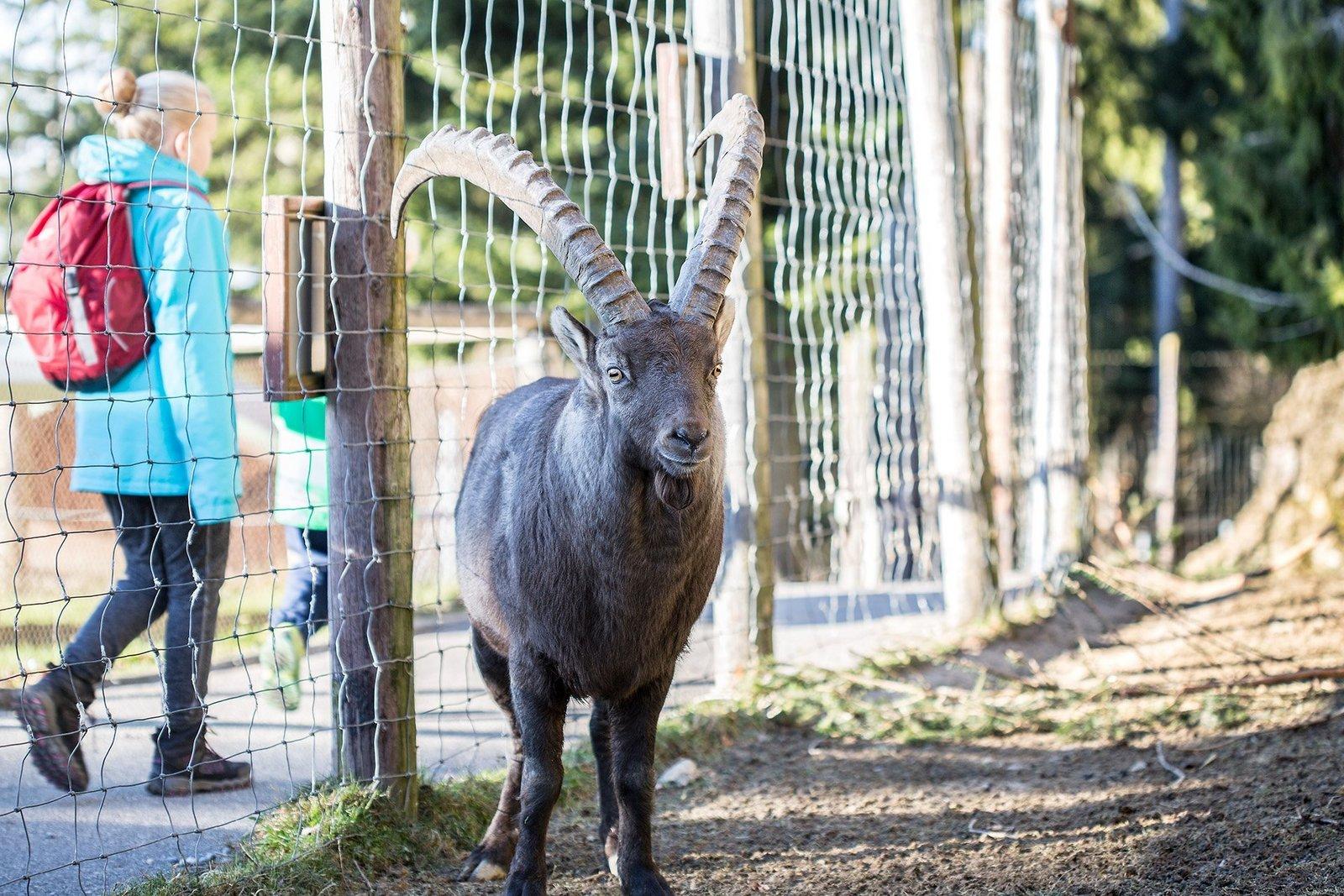 알파인 야생동물 공원 내 조망 지점