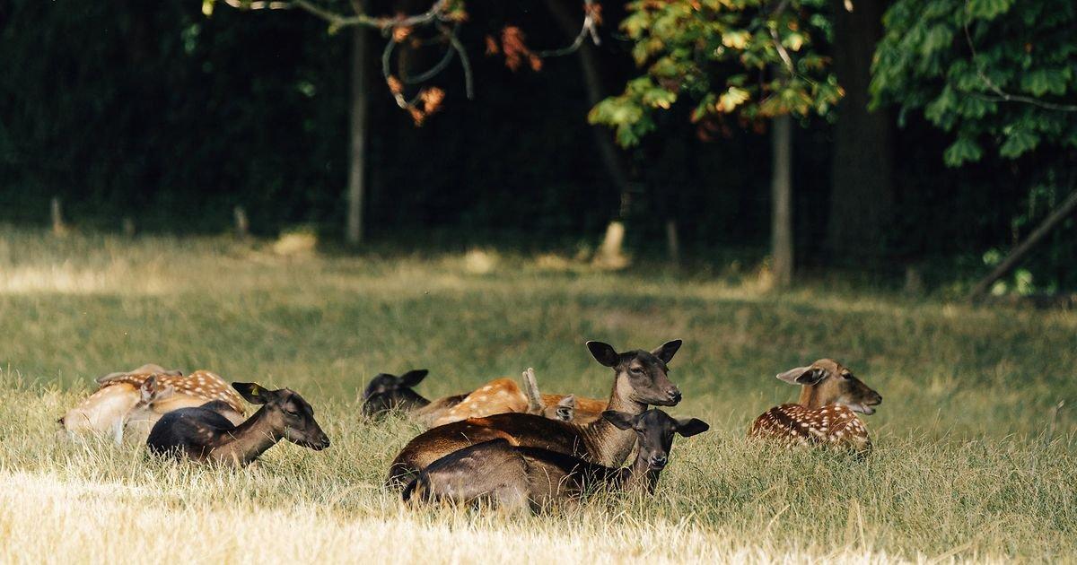 🏞️ 라인처 야생 동물원 (라인처 티어가르텐)