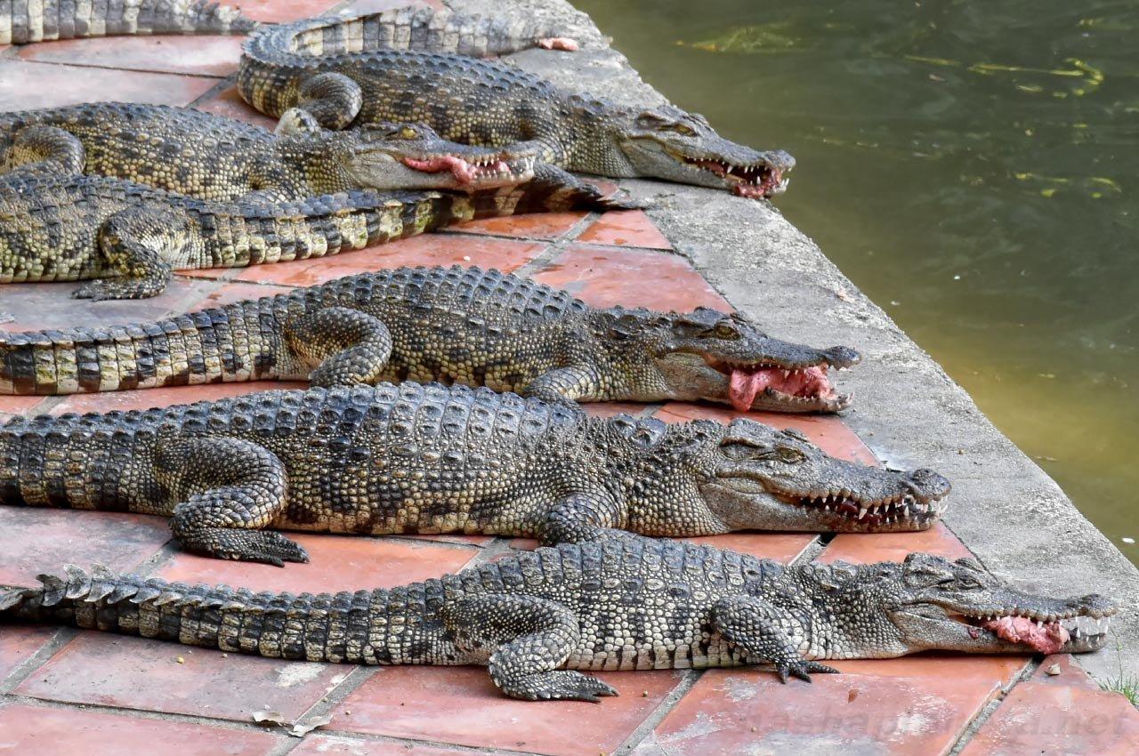 🐊 얄타 악어 사육장(얄틴스키 크로코딜랴리움)