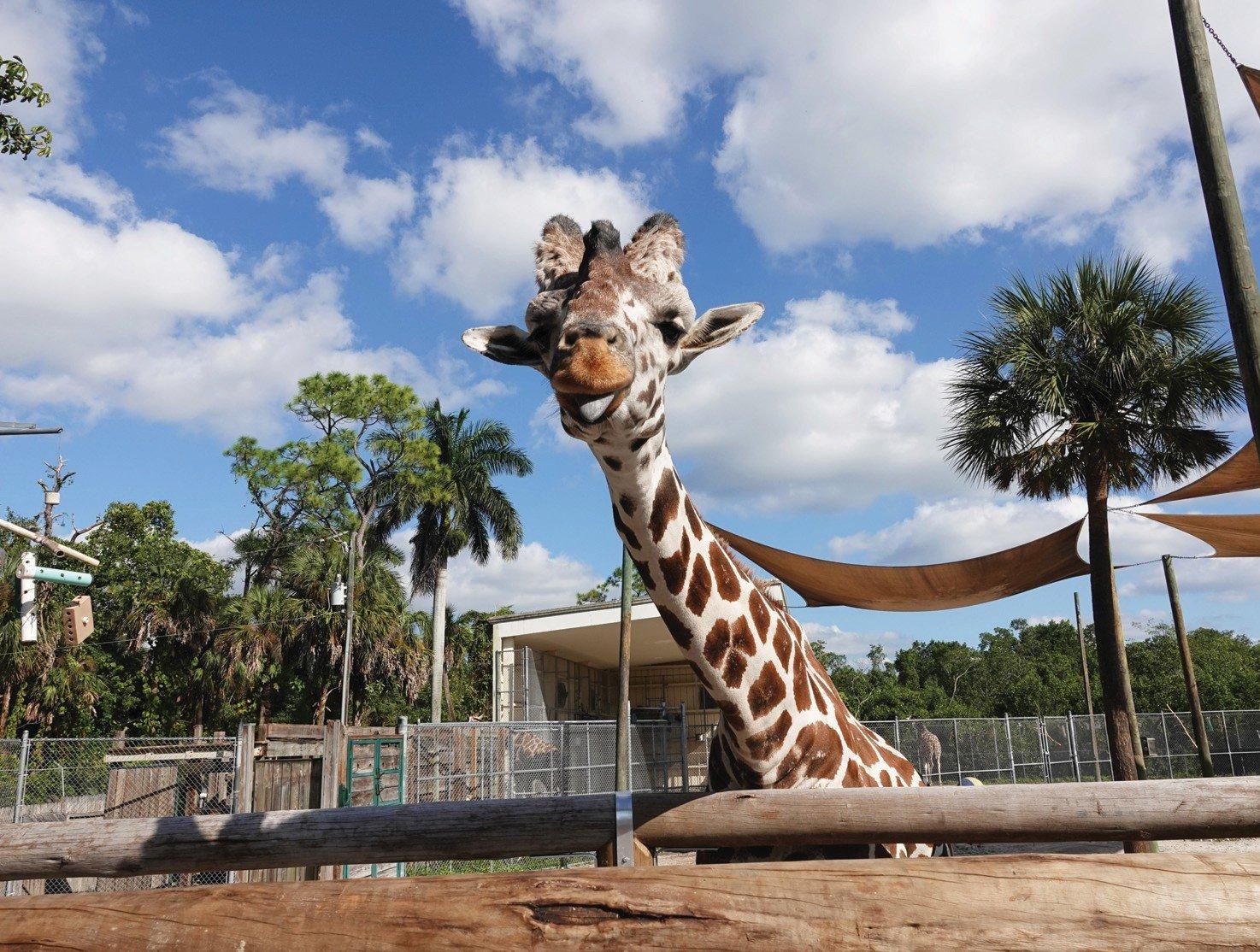 기린 관람 구역