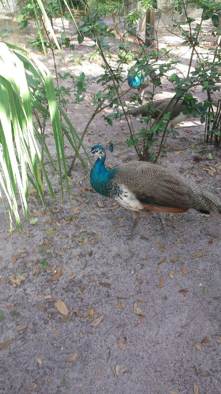 자유롭게 다니는 공작 주변