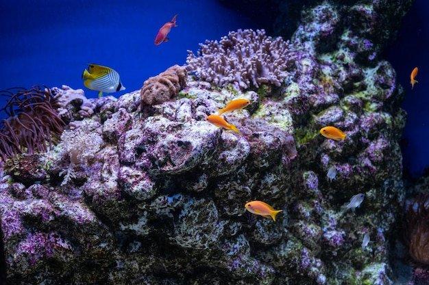 열대 산호초 수조