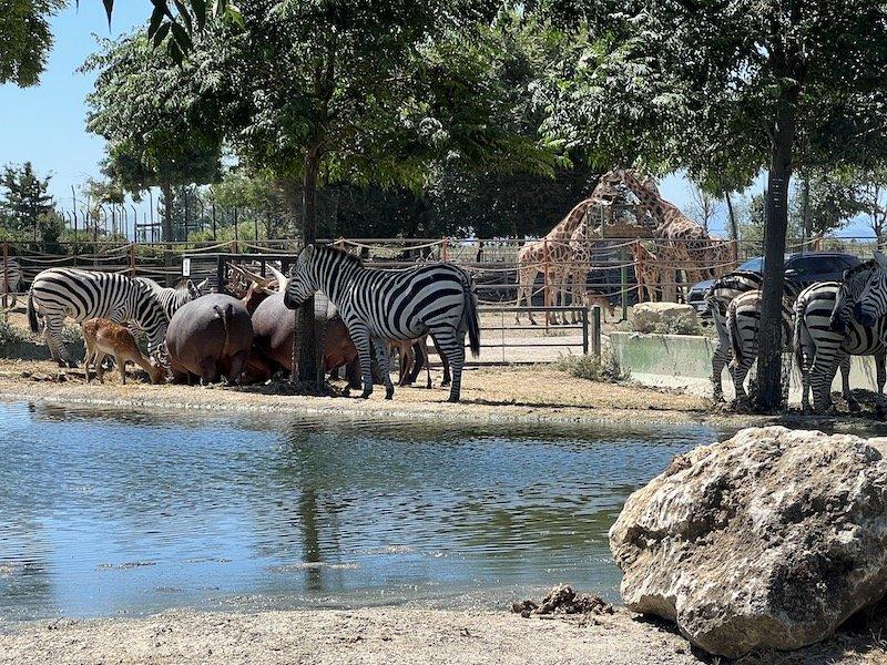 🦁 사파리 라벤나