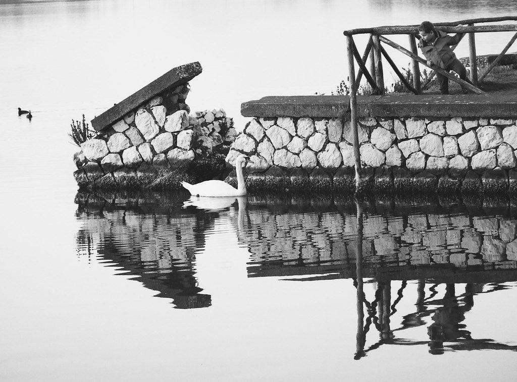 백조와 야생 조류가 있는 호숫가