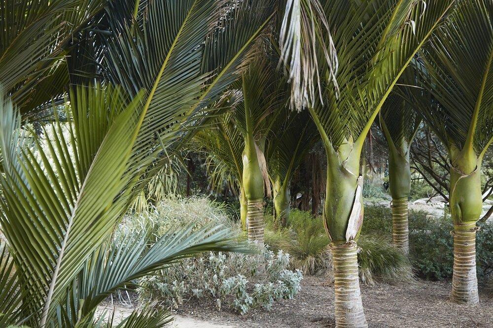 식물원 내 이국적인 나무 군락지