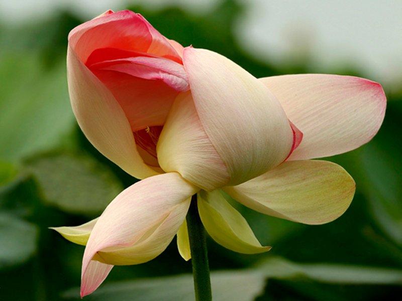 여름철 연꽃 군락 (보트 투어 중)