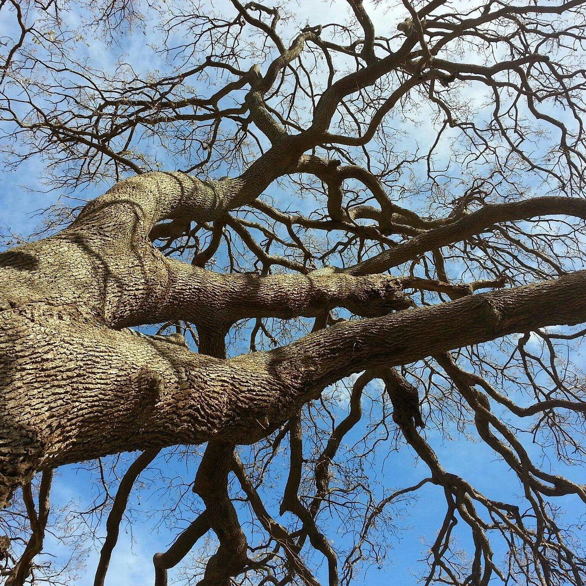 🌳 도시 속 숲 (보스코인치타)