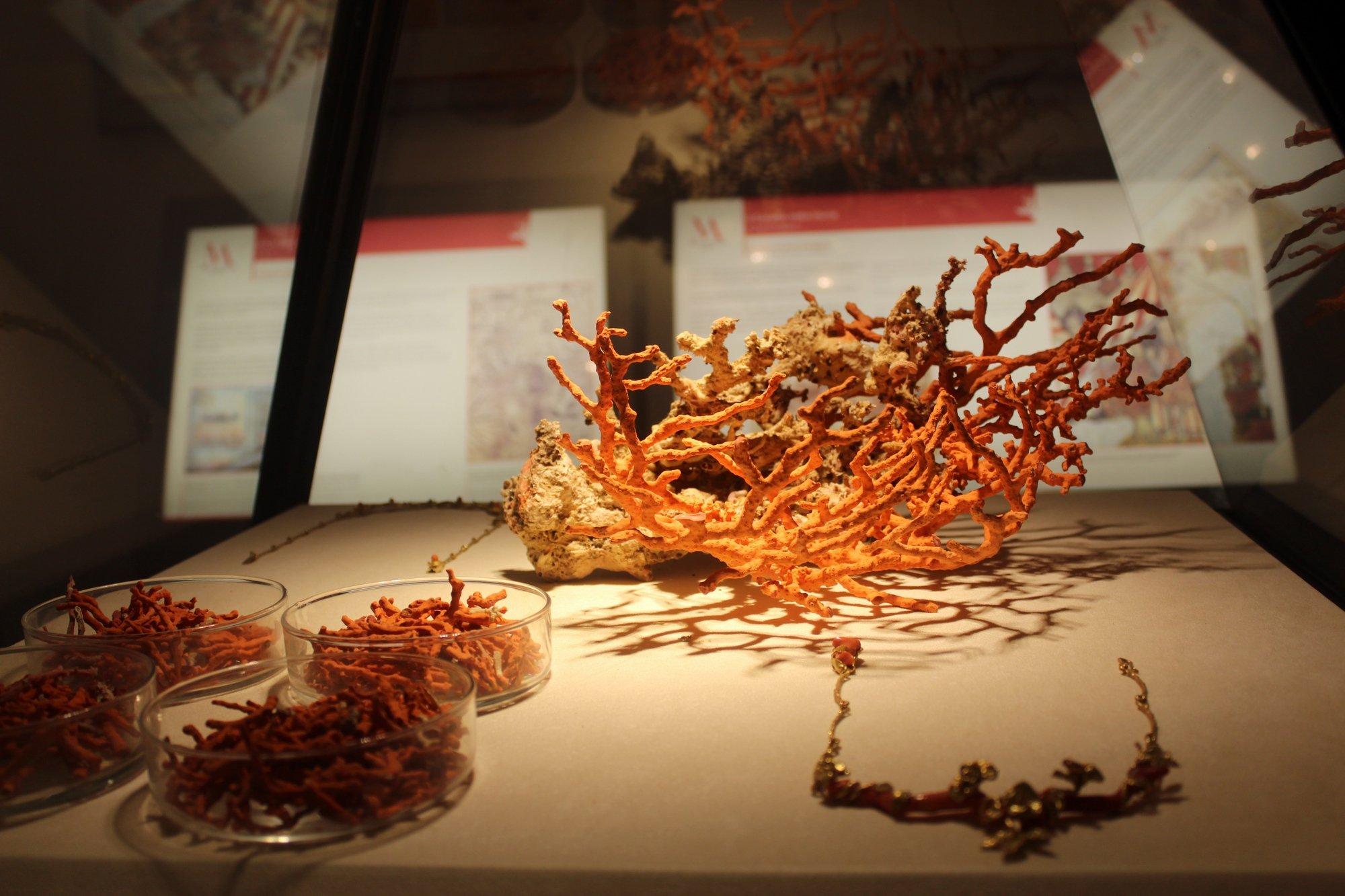 🏛️ 산호 박물관(무세오 델 코랄로 디 알게로)