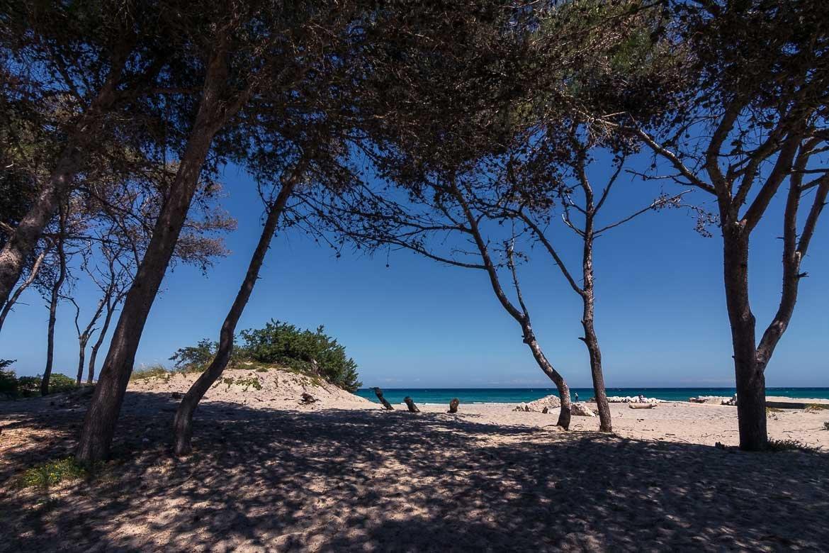 소나무 숲과 해변 경계